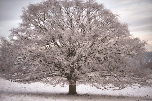 Tree of Life - 4 Seasons - Set of 4 Prints